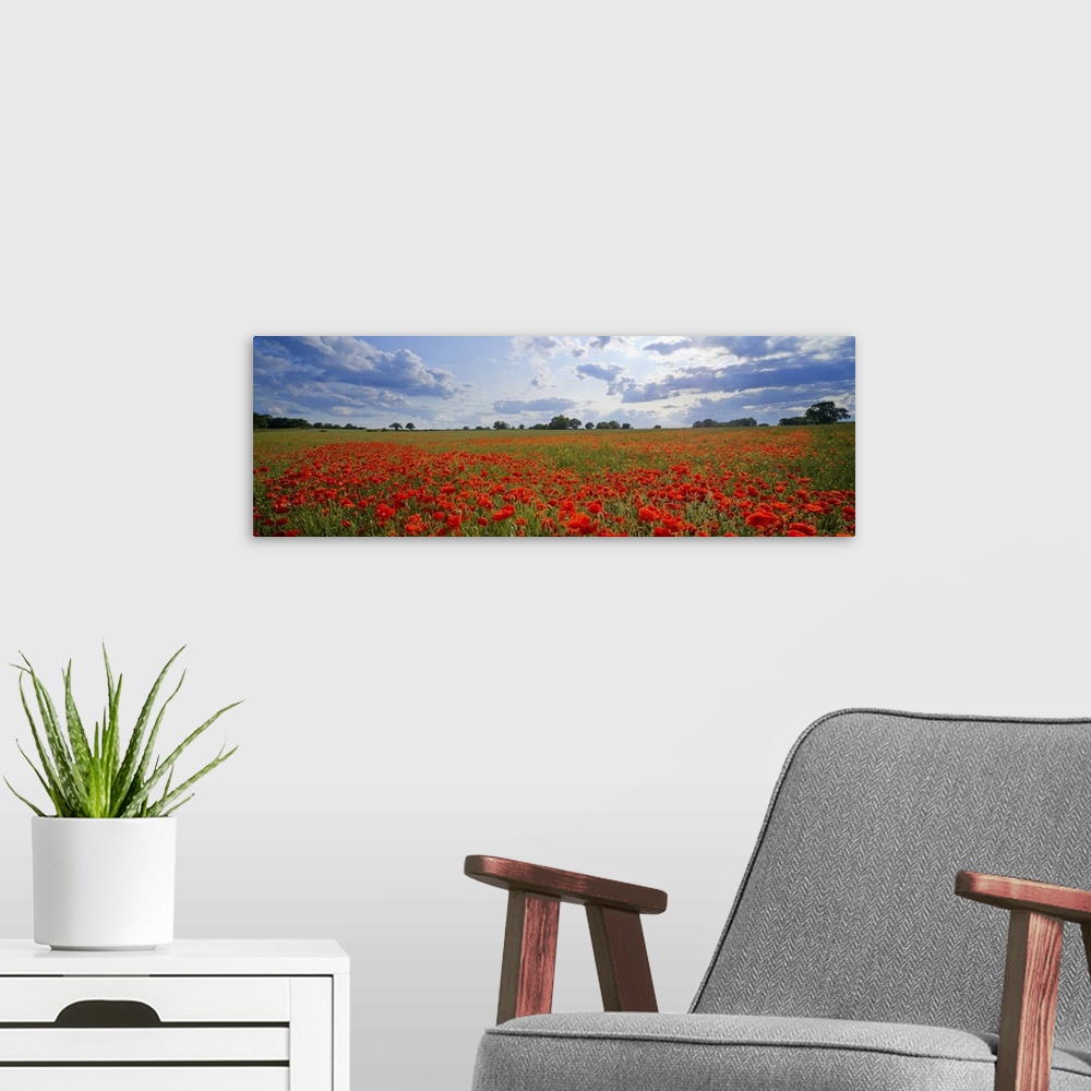A modern room featuring A meadow full of bright red poppies under a cloudy sky in England.