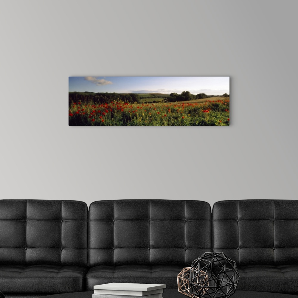 A modern room featuring Poppies Wiltshire England