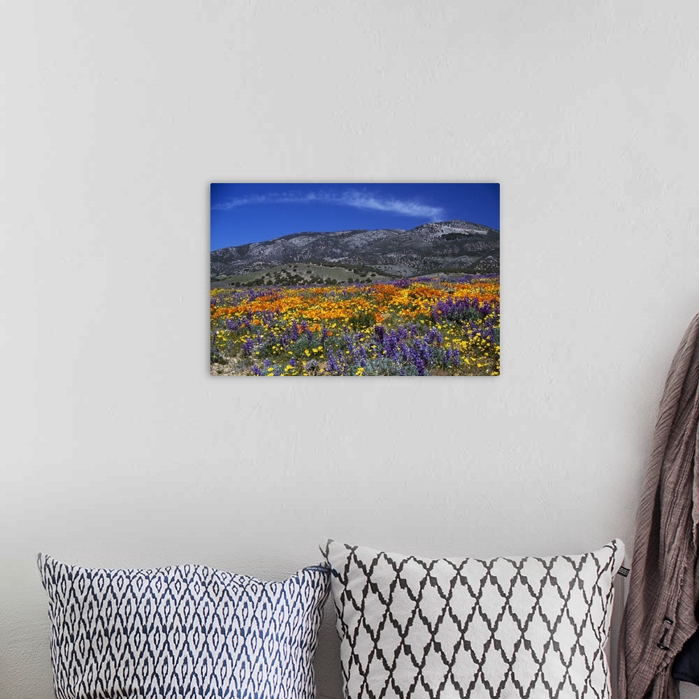 A bohemian room featuring Horizontal photograph on large canvas of a vibrant poppy field, mountains in the distance under a...