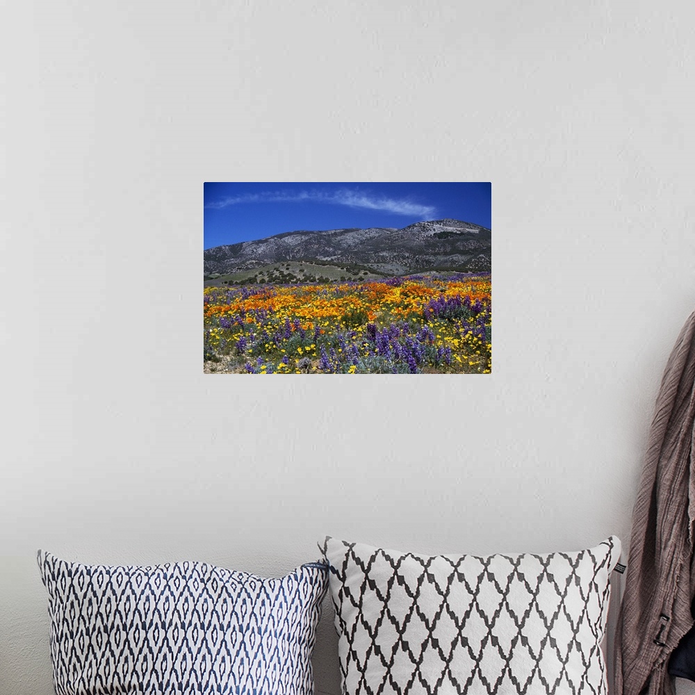 A bohemian room featuring Horizontal photograph on large canvas of a vibrant poppy field, mountains in the distance under a...