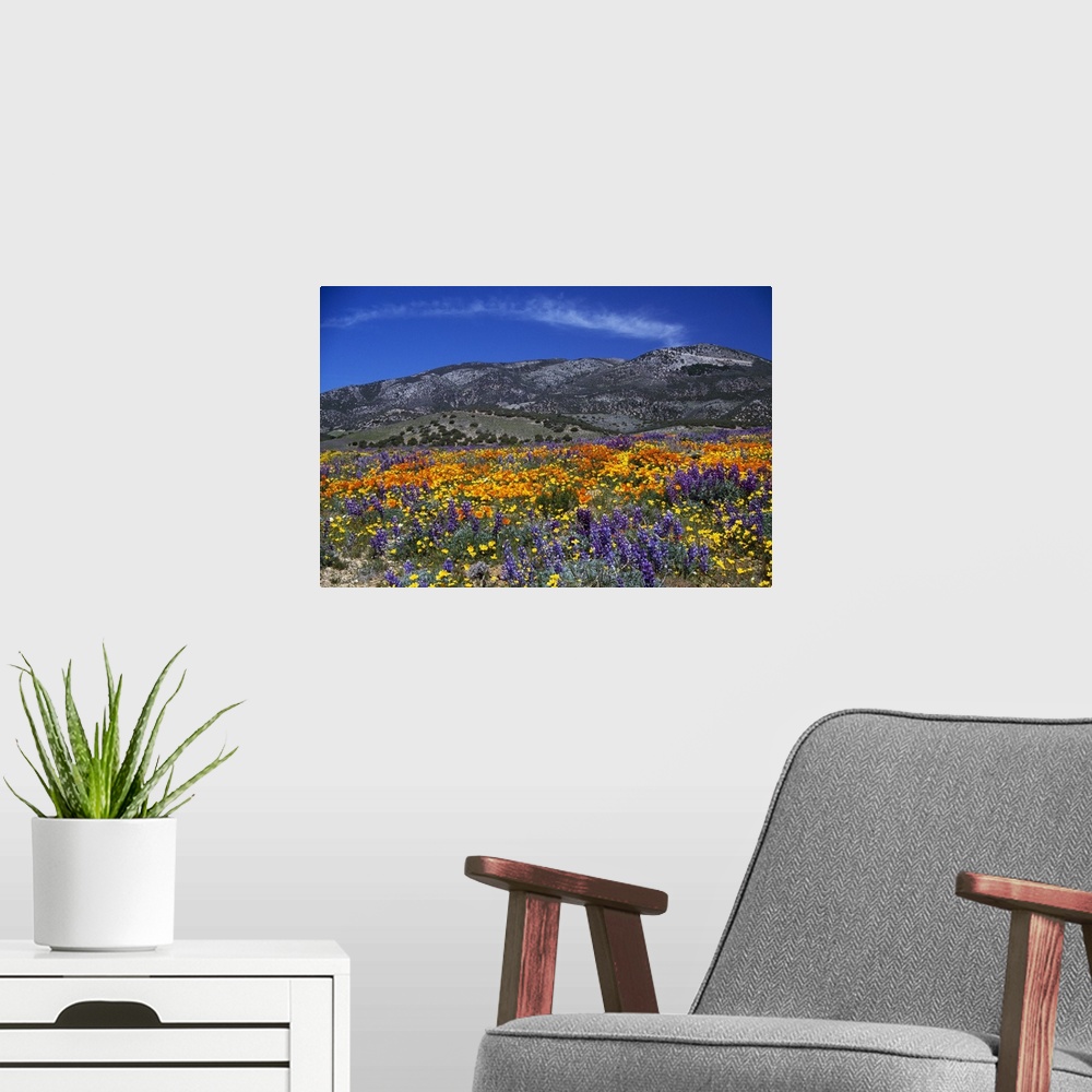 A modern room featuring Horizontal photograph on large canvas of a vibrant poppy field, mountains in the distance under a...
