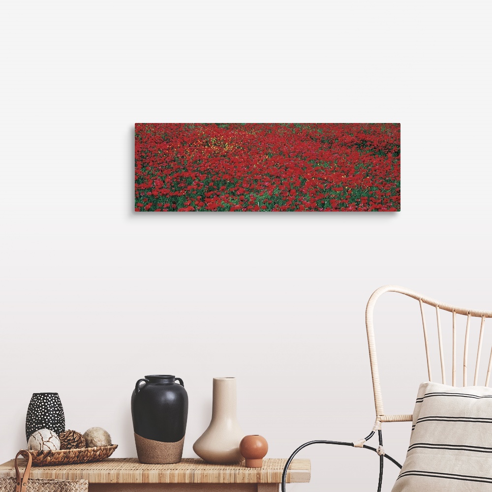 A farmhouse room featuring Huge panotamic photo of a large poppy field in Tuscany, Italy. Poppy field takes up the entire ca...