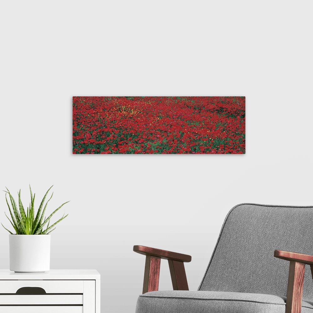 A modern room featuring Huge panotamic photo of a large poppy field in Tuscany, Italy. Poppy field takes up the entire ca...