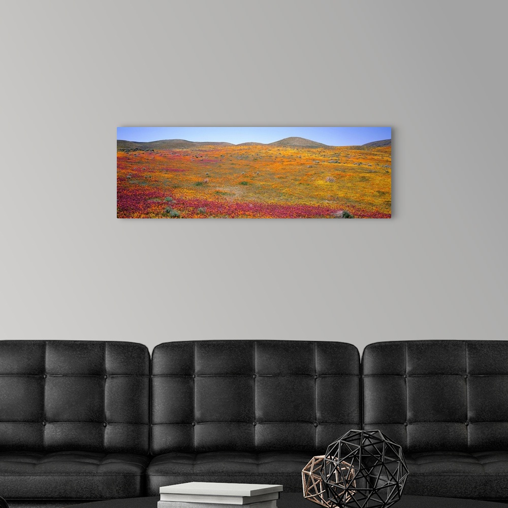A modern room featuring Poppy Reserve Antelope Valley Mojave Desert CA