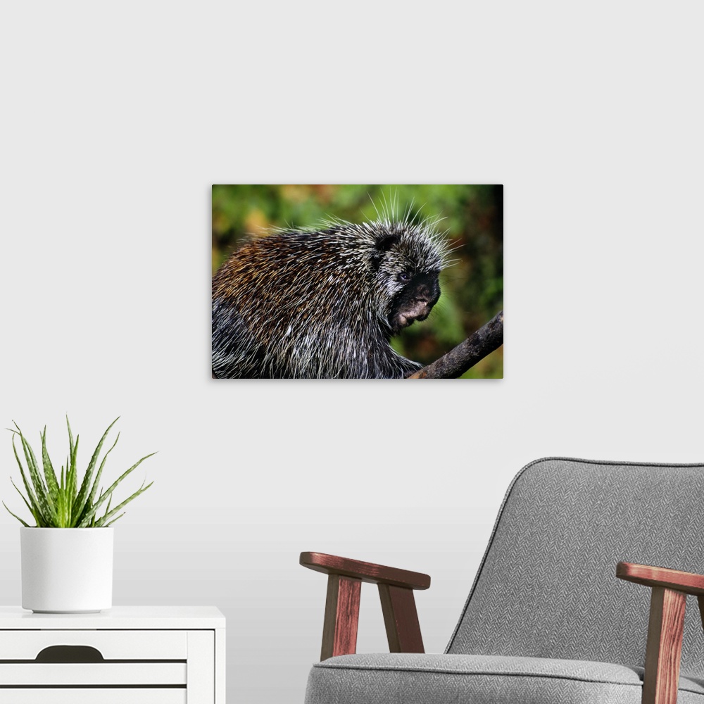 A modern room featuring Porcupine (Erethizon Dorsatum) Portrait Profile