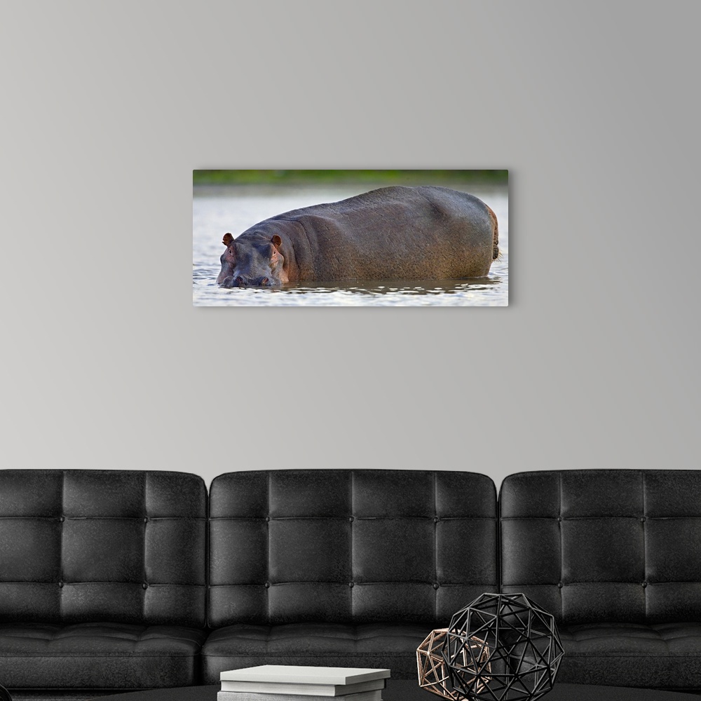 A modern room featuring Portrait of a Hippopotamus (Hippoptamus Amphibious) in water, Lake Naivasha, Kenya