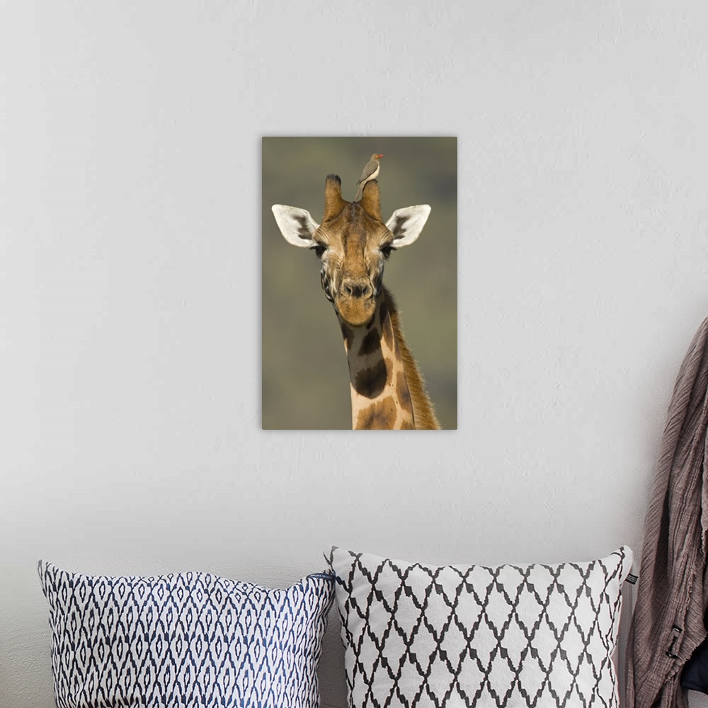 A bohemian room featuring Portrait of a Rothchilds Giraffe (Giraffa Camelopardalis Rothschildi) with a Red-Blled Opecker (B...