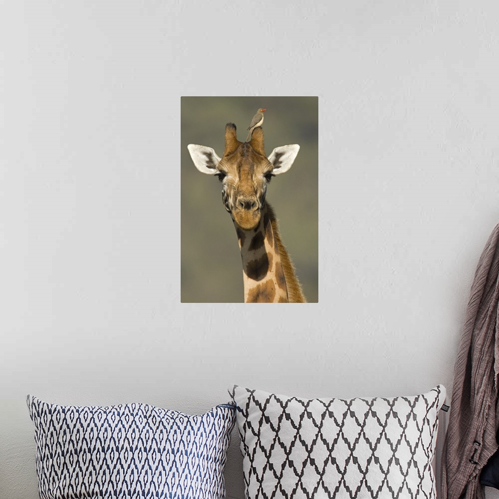 A bohemian room featuring Portrait of a Rothchilds Giraffe (Giraffa Camelopardalis Rothschildi) with a Red-Blled Opecker (B...