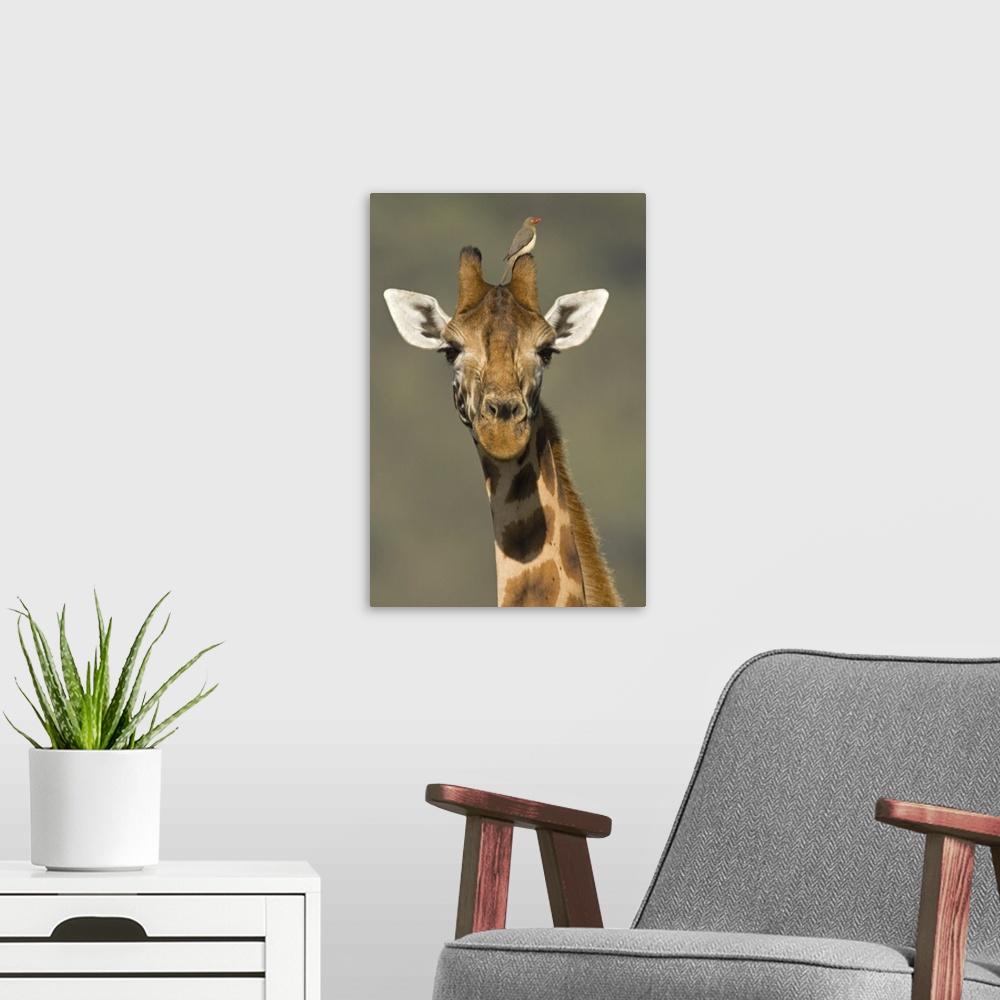 A modern room featuring Portrait of a Rothchilds Giraffe (Giraffa Camelopardalis Rothschildi) with a Red-Blled Opecker (B...