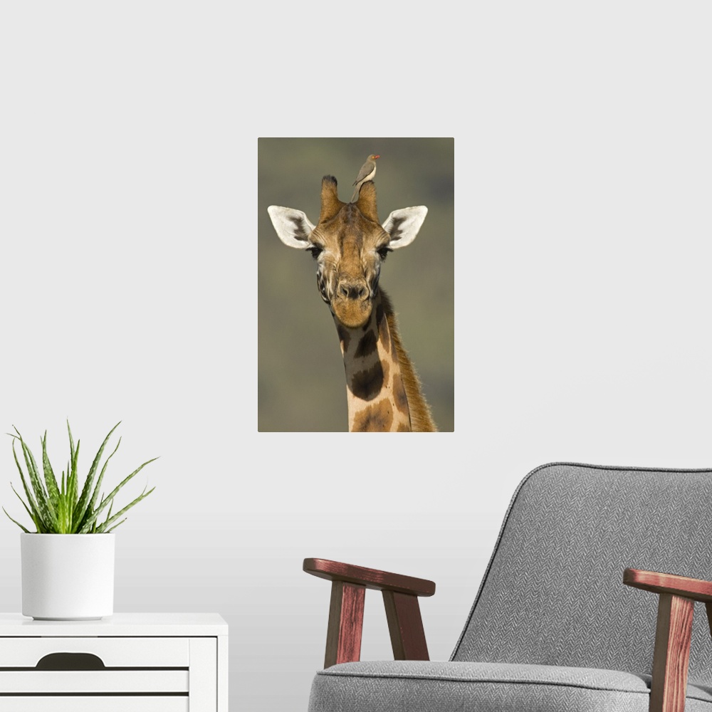 A modern room featuring Portrait of a Rothchilds Giraffe (Giraffa Camelopardalis Rothschildi) with a Red-Blled Opecker (B...