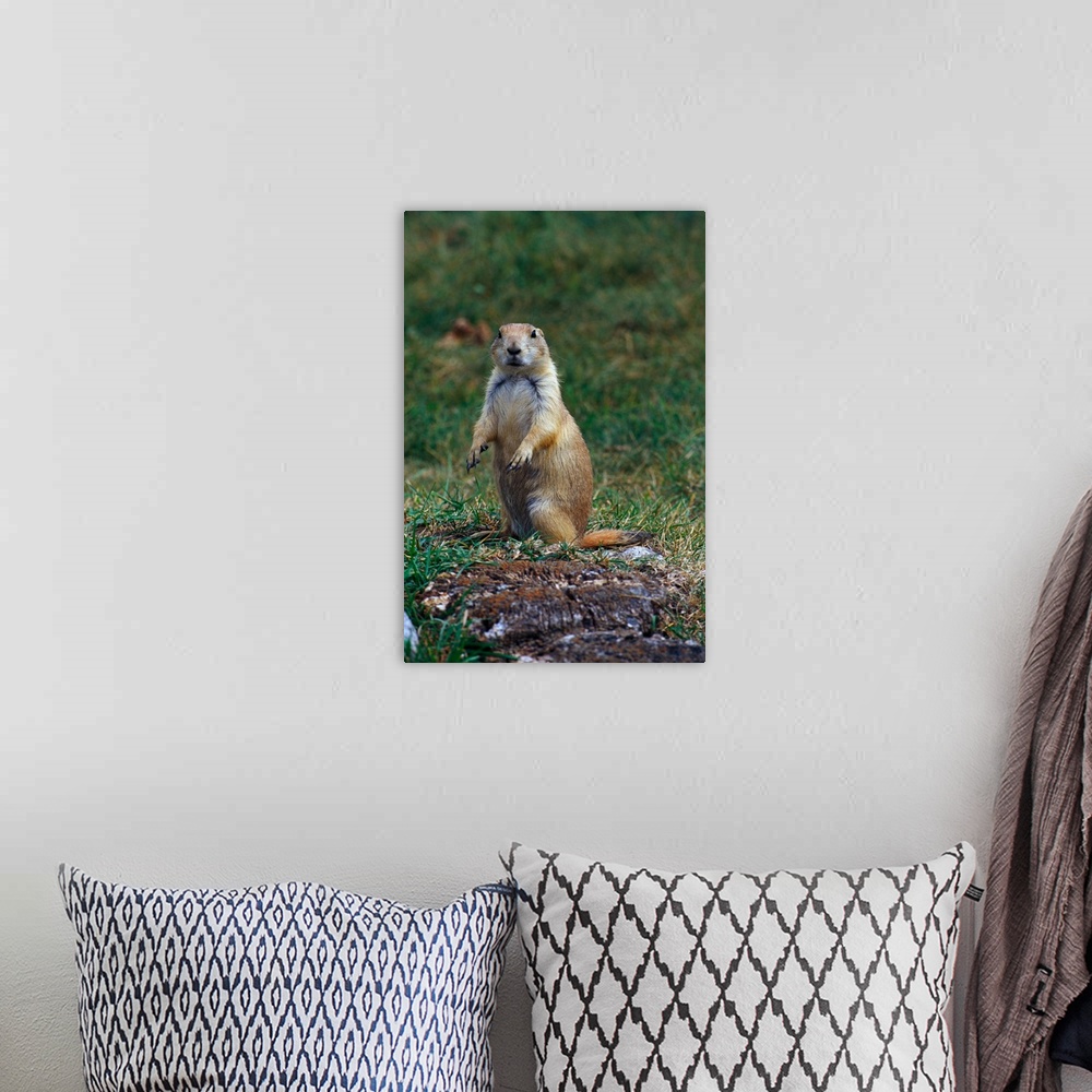 A bohemian room featuring Prairie dog sitting up in grass, looking at camera, North Dakota