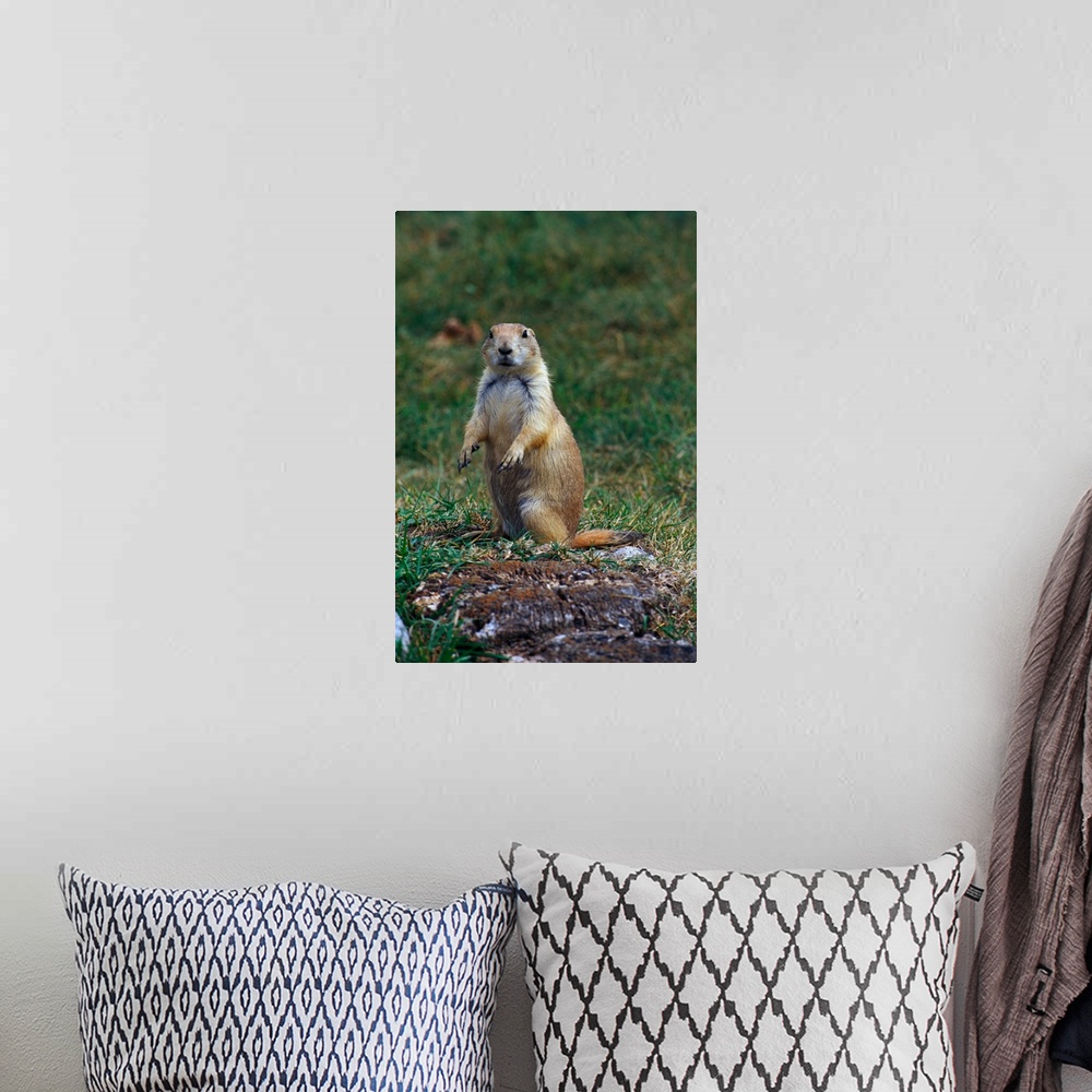 A bohemian room featuring Prairie dog sitting up in grass, looking at camera, North Dakota