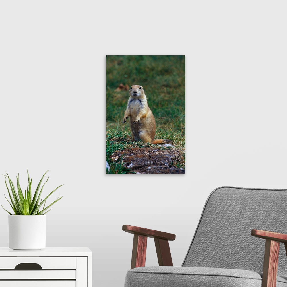 A modern room featuring Prairie dog sitting up in grass, looking at camera, North Dakota
