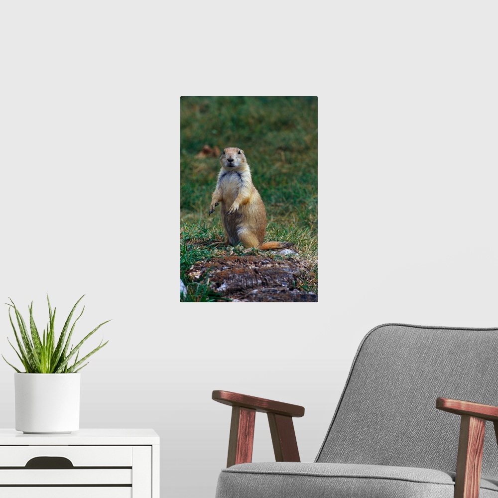 A modern room featuring Prairie dog sitting up in grass, looking at camera, North Dakota