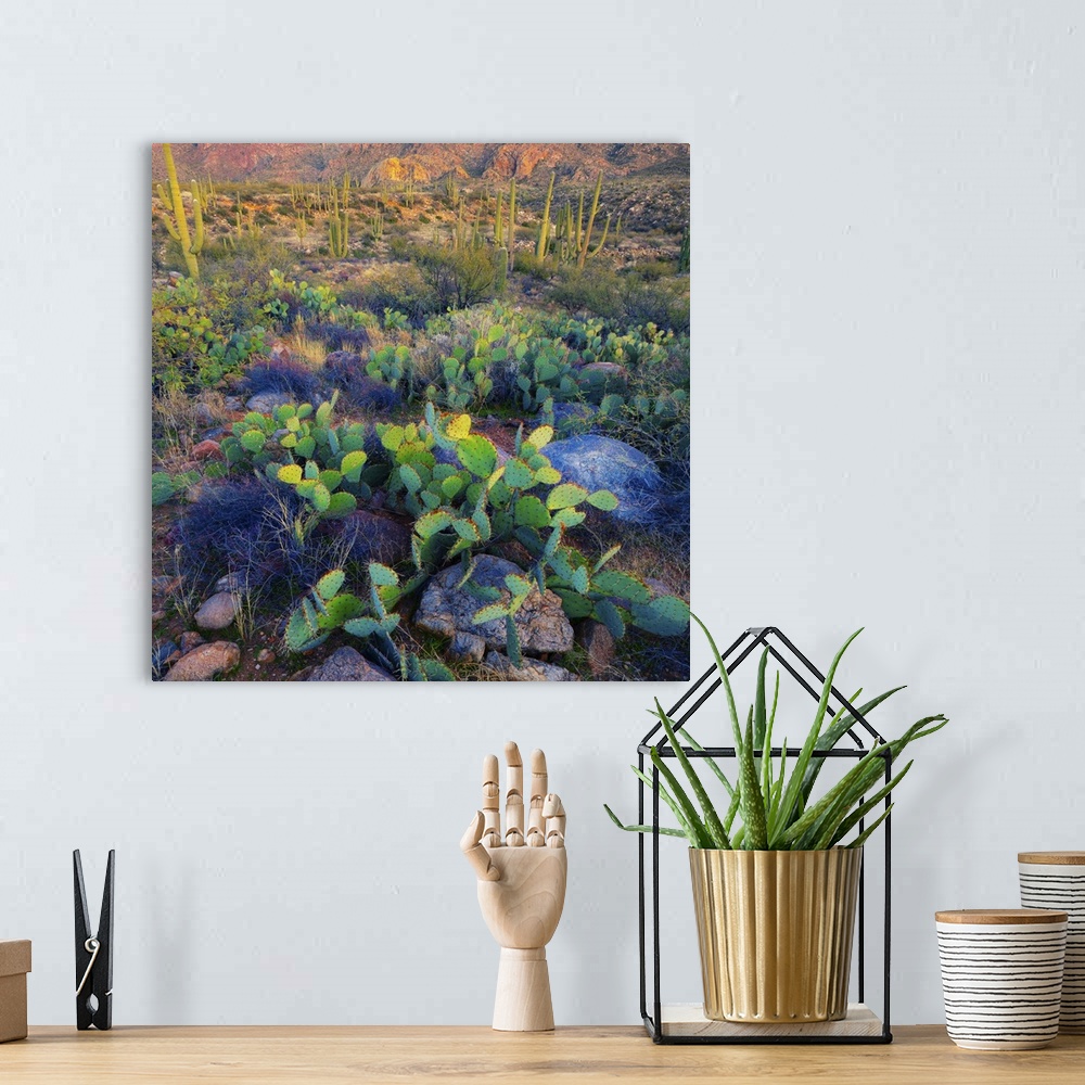 A bohemian room featuring Prickly pear and saguaro cacti, Santa Catalina Mountains, Oro Valley, Arizona