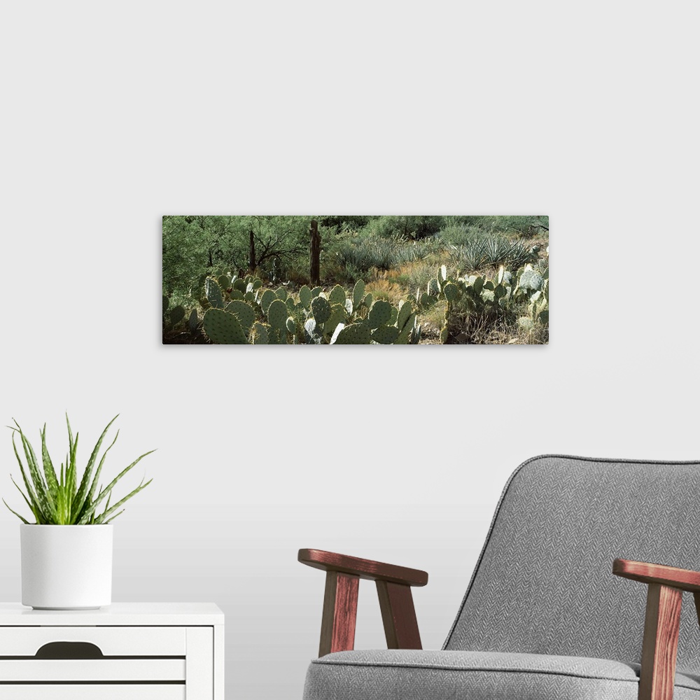 A modern room featuring Prickly pear cacti and mesquite plants in a field, Peach Springs Canyon, Grand Canyon National Pa...