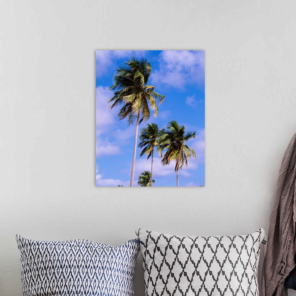 A bohemian room featuring Puerto Rico, Vieques Island, Sun Bay Beach, Low angle view of palm trees on a beach