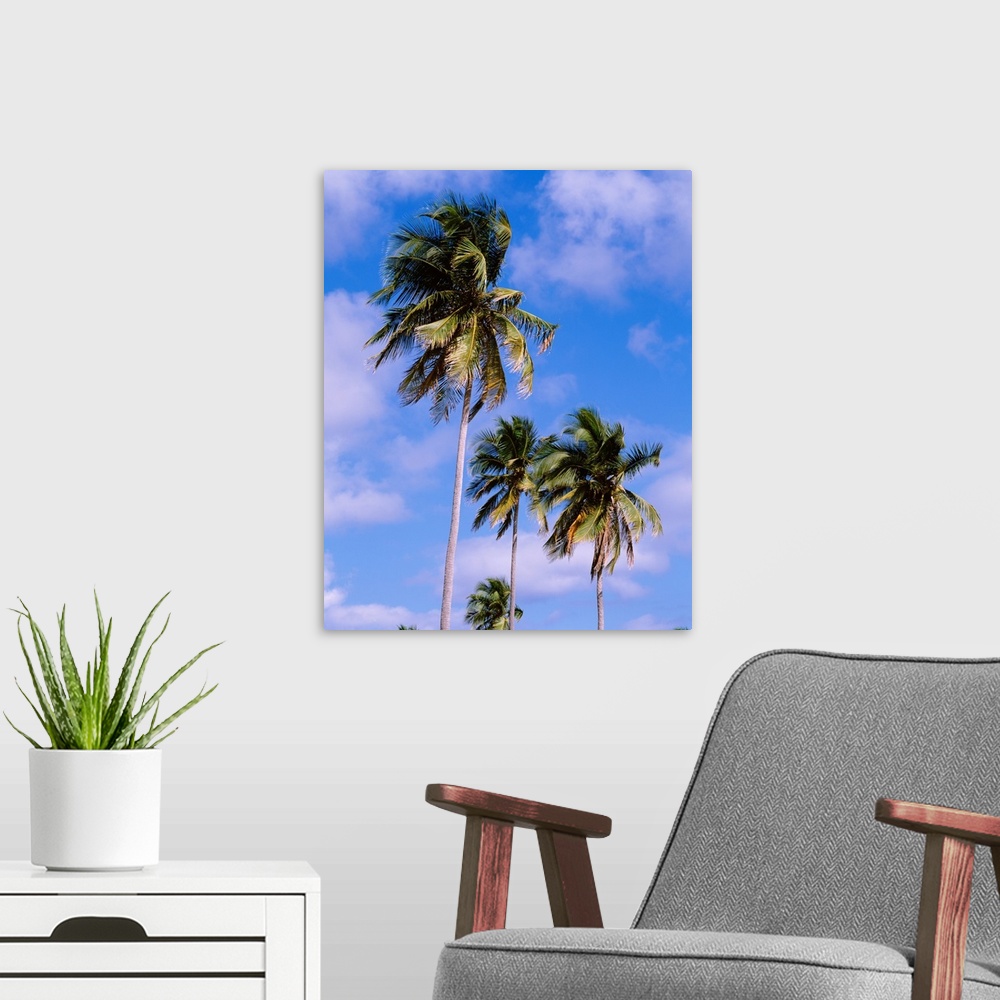 A modern room featuring Puerto Rico, Vieques Island, Sun Bay Beach, Low angle view of palm trees on a beach