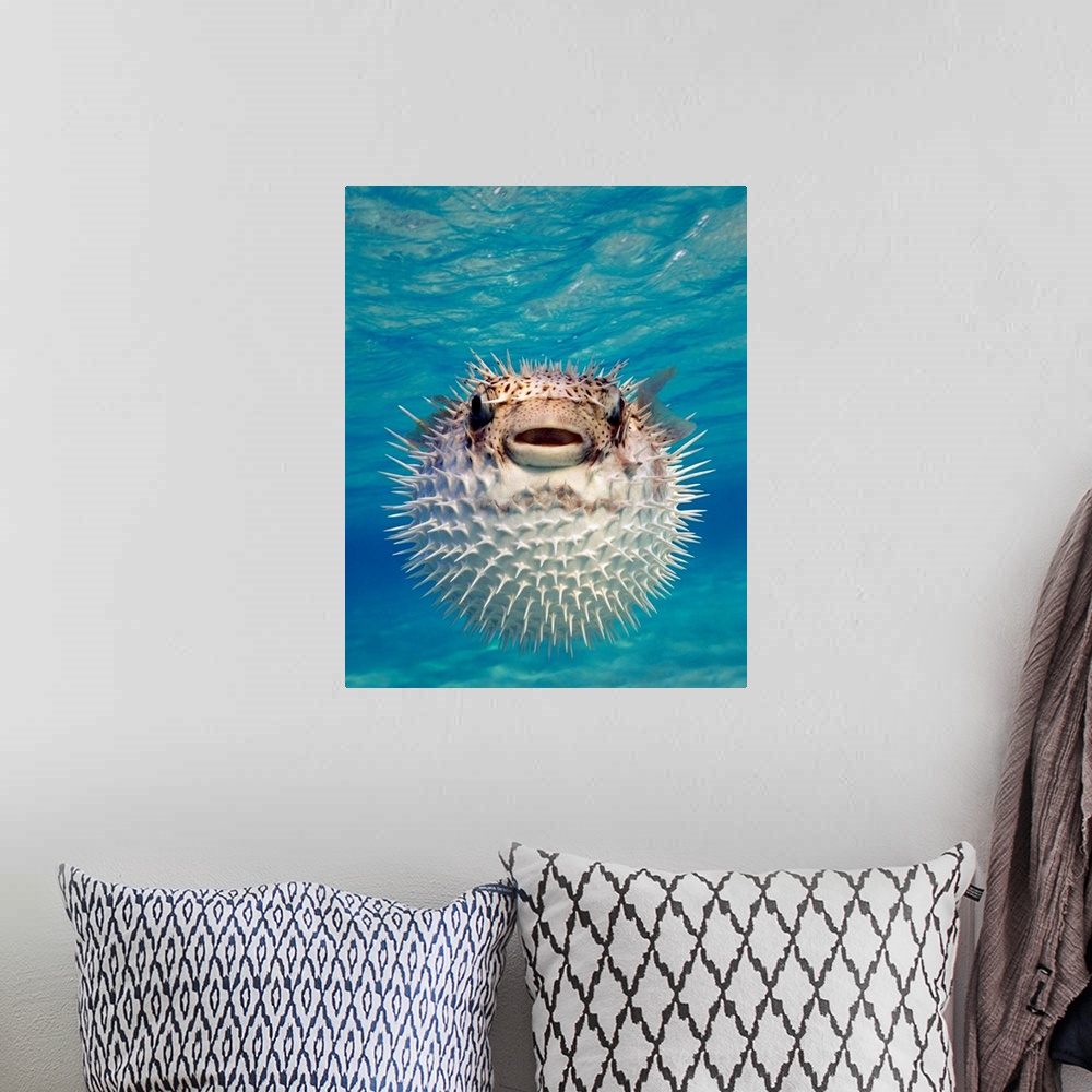 A bohemian room featuring Up close photograph of blow fish underwater.