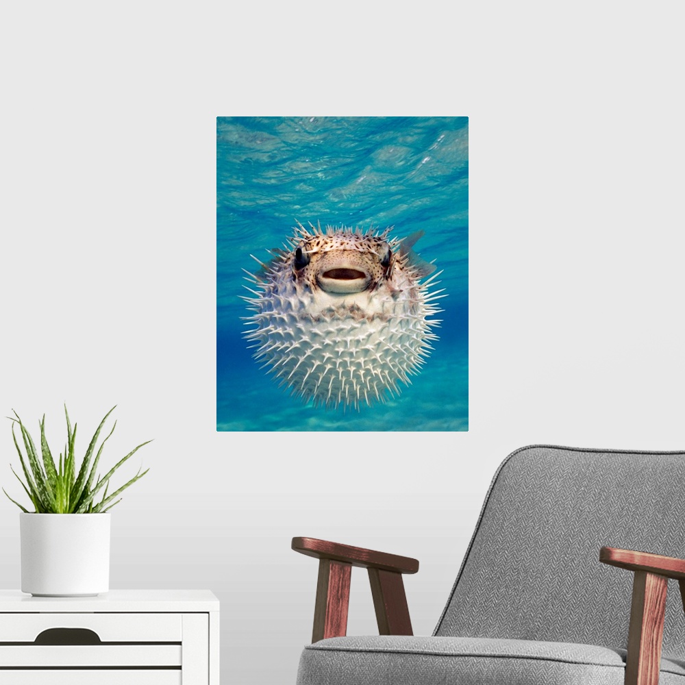 A modern room featuring Up close photograph of blow fish underwater.
