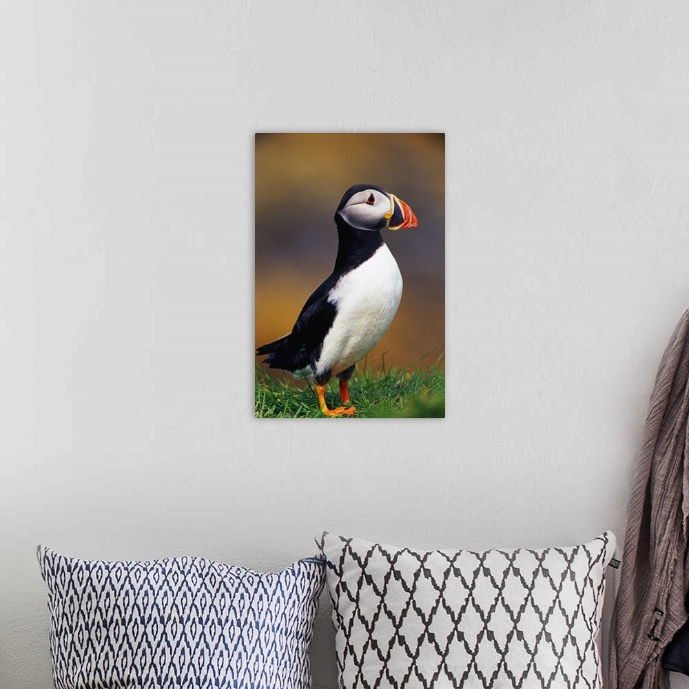 A bohemian room featuring Puffin bird in grass, selective focus profile, Isle of Lunga, Scotland.
