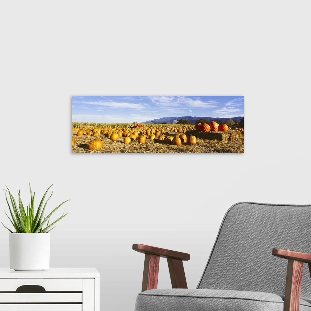 A modern room featuring Pumpkins in a field, Santa Ynez Valley, Santa Barbara County, California, USA