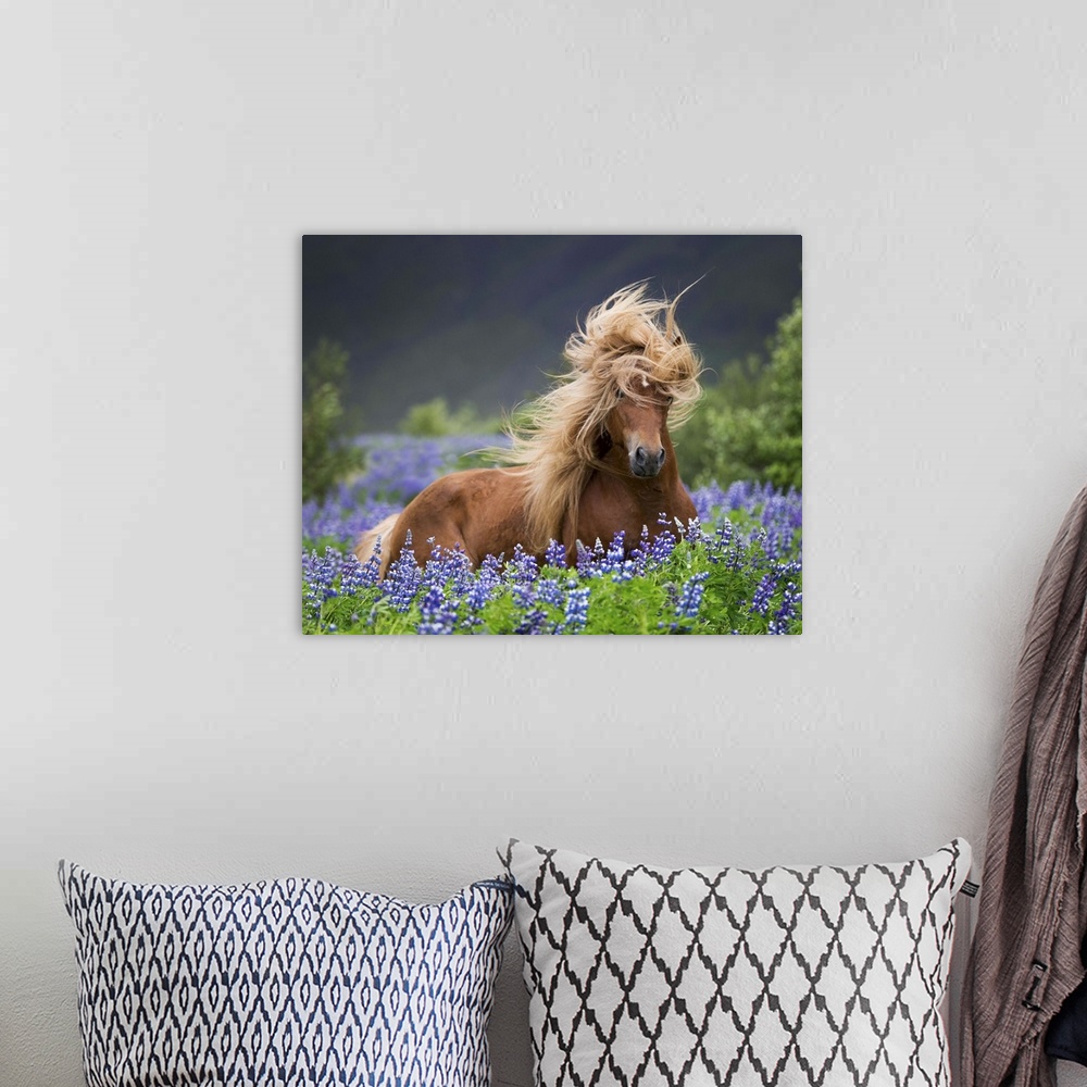A bohemian room featuring Horse running by lupines. Purebred Icelandic horse in the summertime with blooming lupines, Iceland