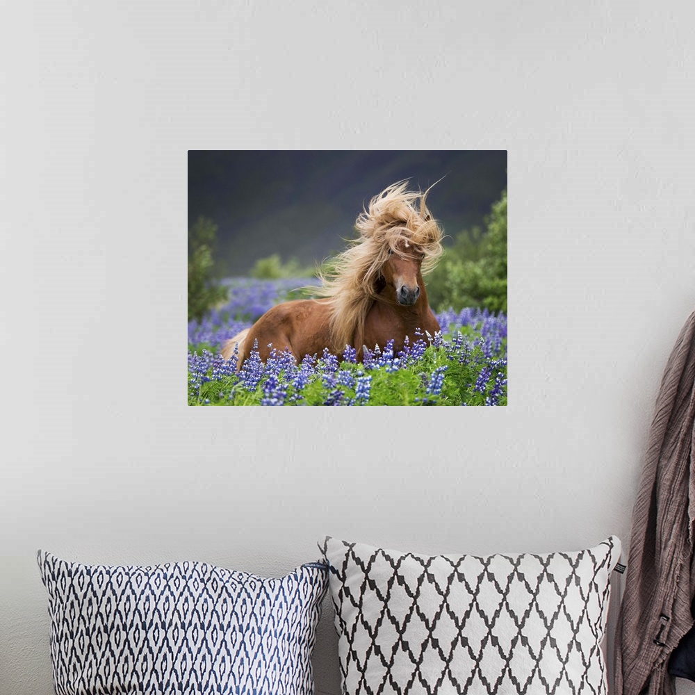 A bohemian room featuring Horse running by lupines. Purebred Icelandic horse in the summertime with blooming lupines, Iceland