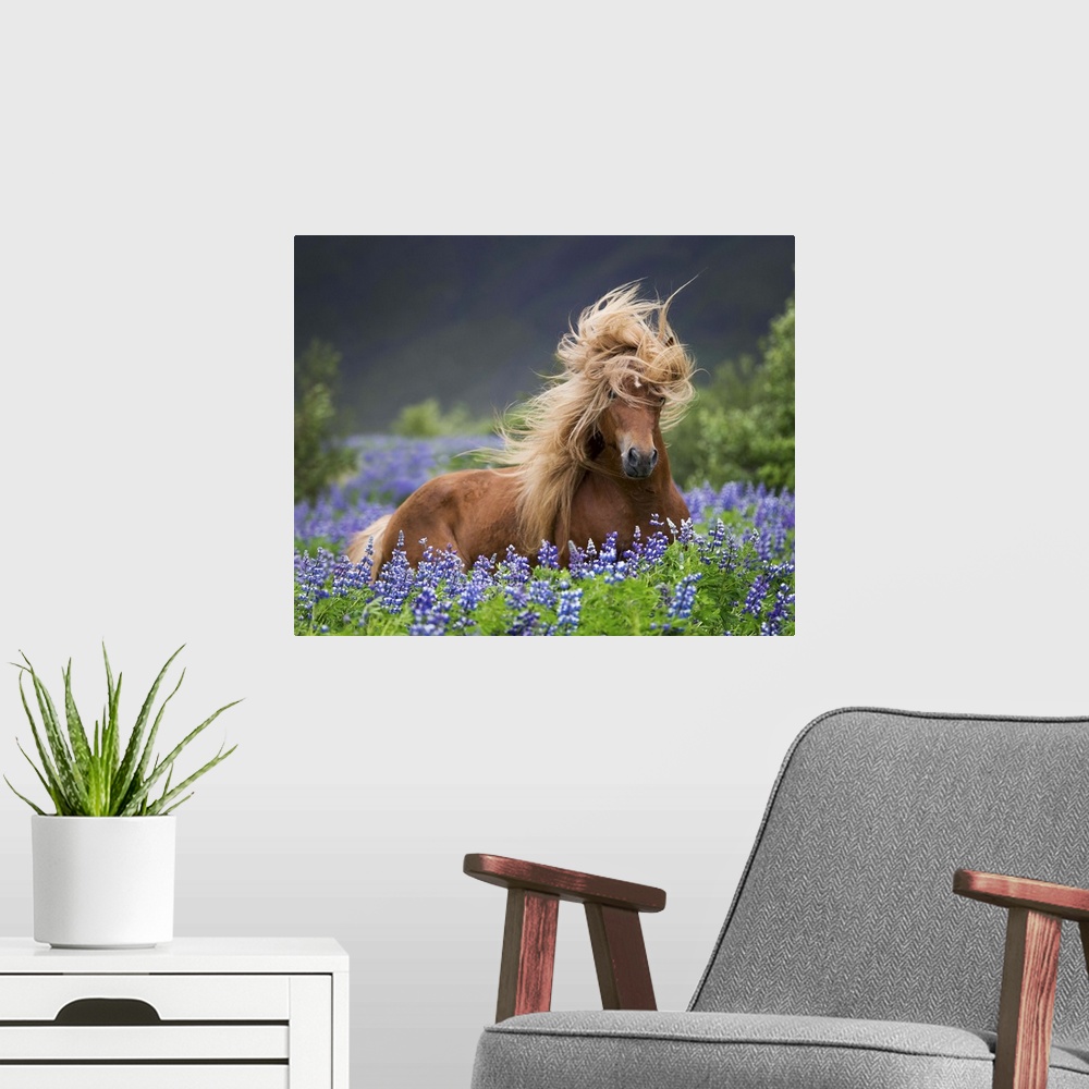 A modern room featuring Horse running by lupines. Purebred Icelandic horse in the summertime with blooming lupines, Iceland