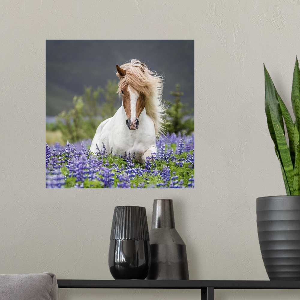 A modern room featuring Horse running by lupines. Purebred Icelandic horse in the summertime with blooming lupines, Iceland