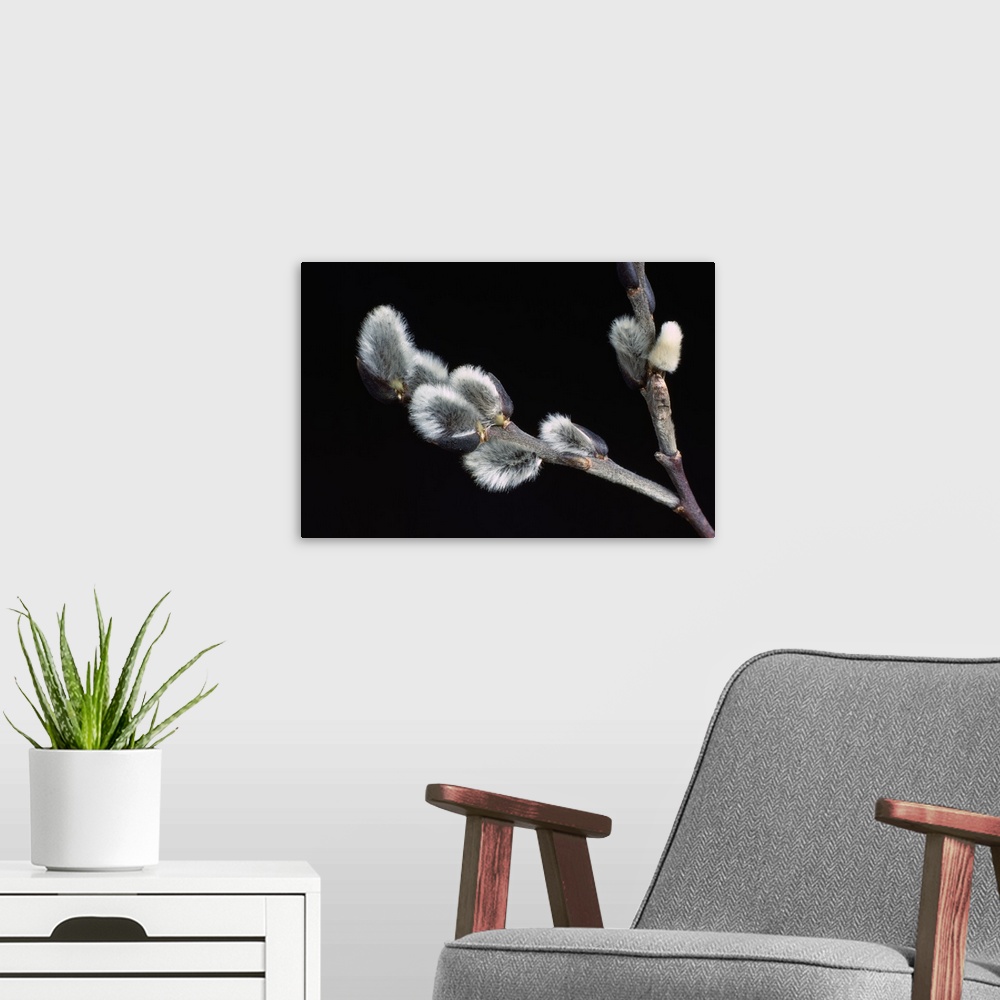 A modern room featuring Pussy willow buds, close up, New York