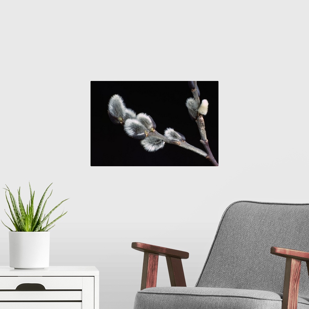 A modern room featuring Pussy willow buds, close up, New York