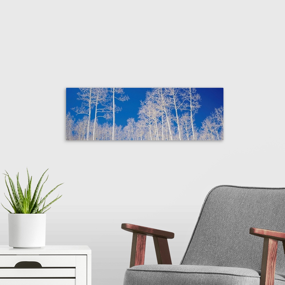 A modern room featuring Quaking Aspen Trees in Winter UT