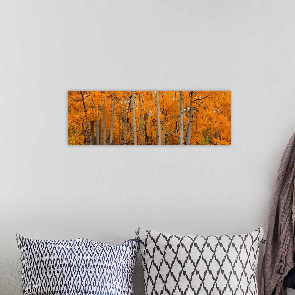 A bohemian room featuring Panoramic photograph shows a forest full of thin trees with brightly colored leaves.