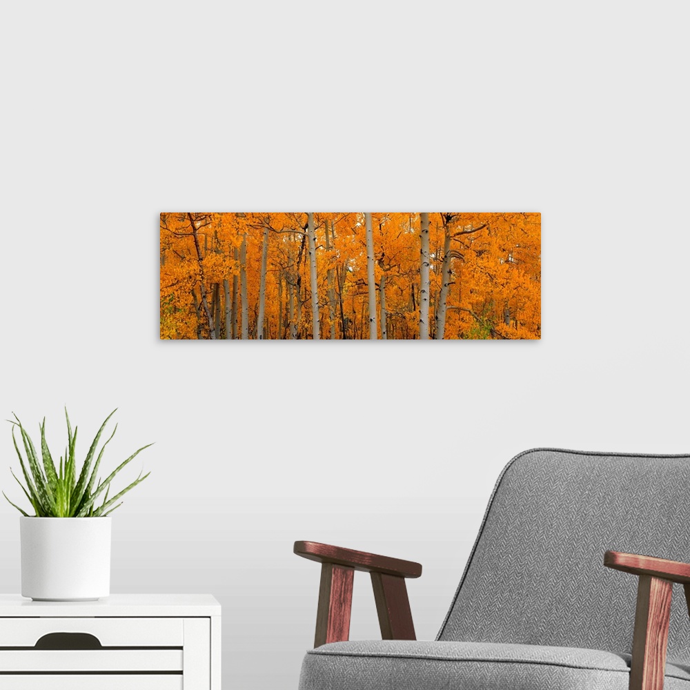 A modern room featuring Panoramic photograph shows a forest full of thin trees with brightly colored leaves.