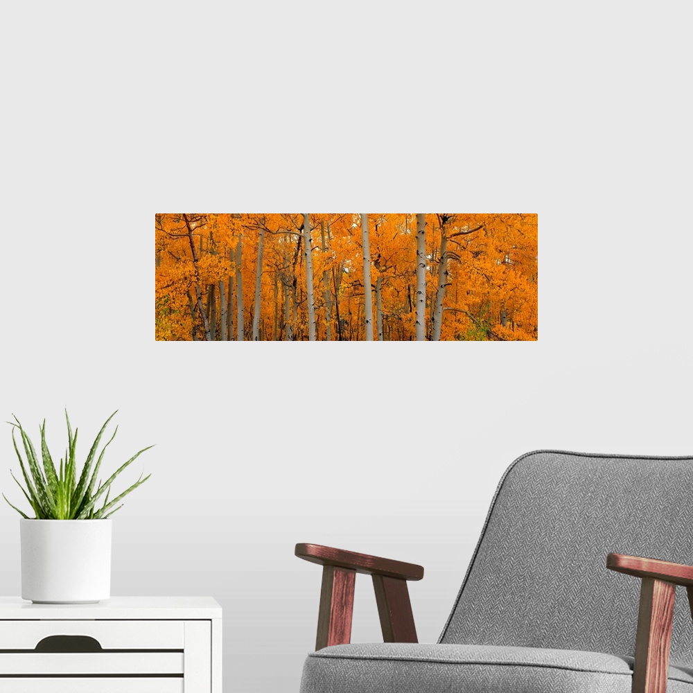 A modern room featuring Panoramic photograph shows a forest full of thin trees with brightly colored leaves.