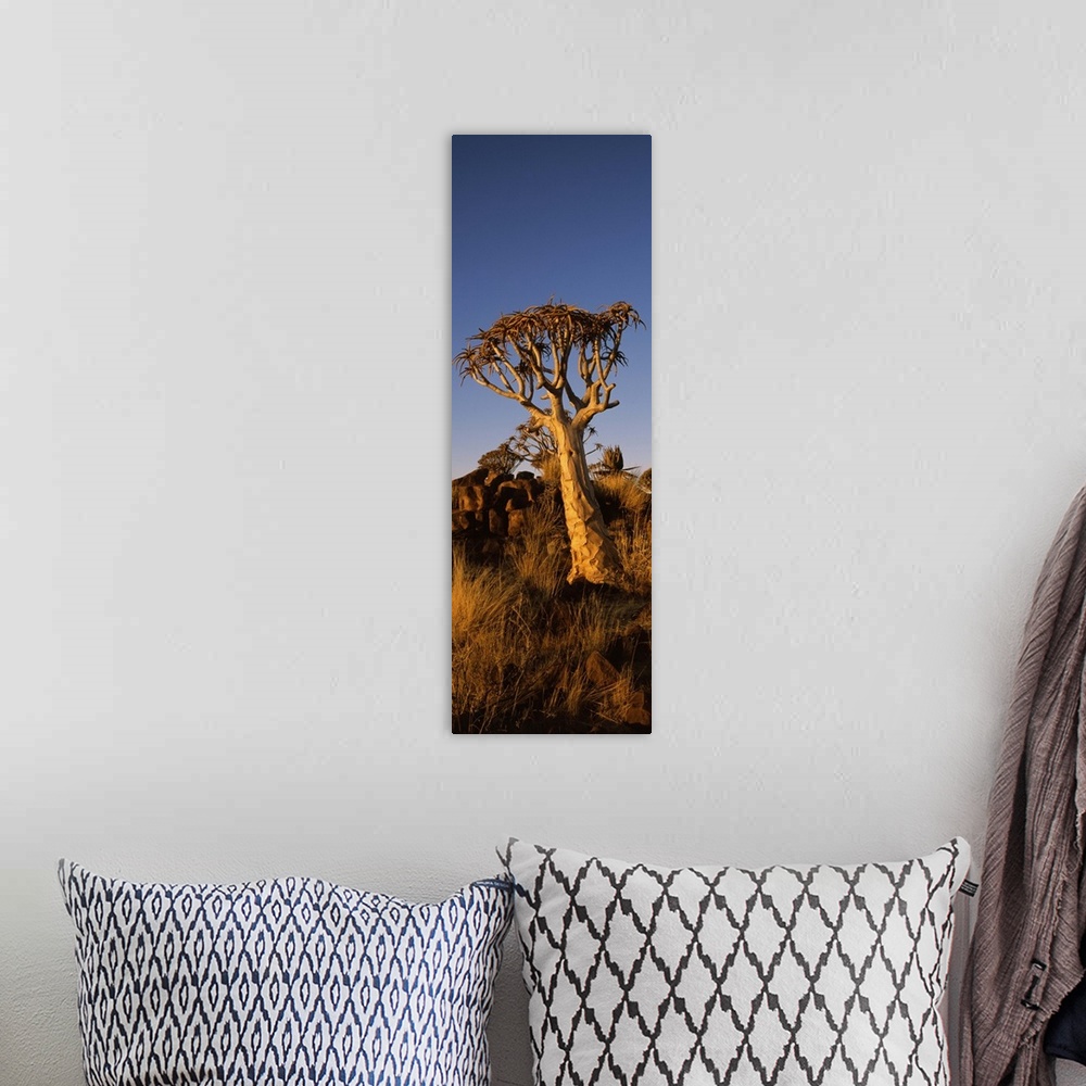 A bohemian room featuring Quiver tree Aloe dichotoma at sunset Namibia