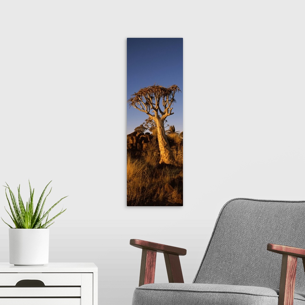 A modern room featuring Quiver tree Aloe dichotoma at sunset Namibia