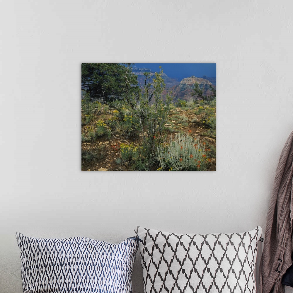 A bohemian room featuring Rabbit brush plants on a landscape, Grand Canyon National Park, Coconino County, Arizona