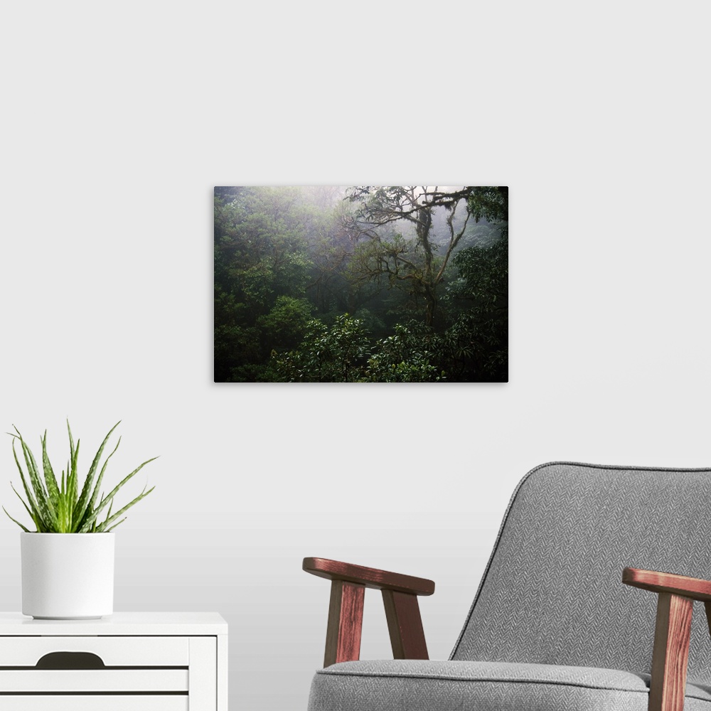 A modern room featuring Rain forest in mist, Costa Rica.