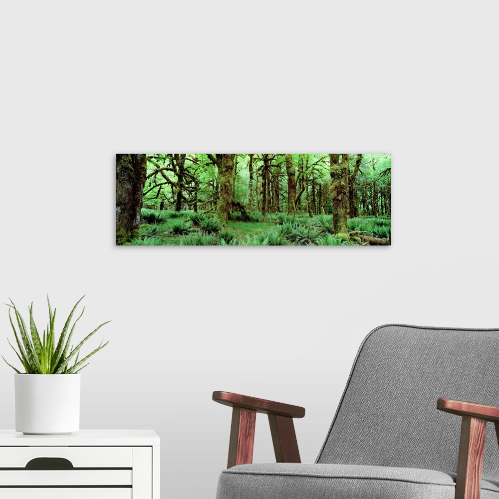 A modern room featuring Wide angle photograph on a big wall hanging of a dense, lush green rainforest full of trees cover...