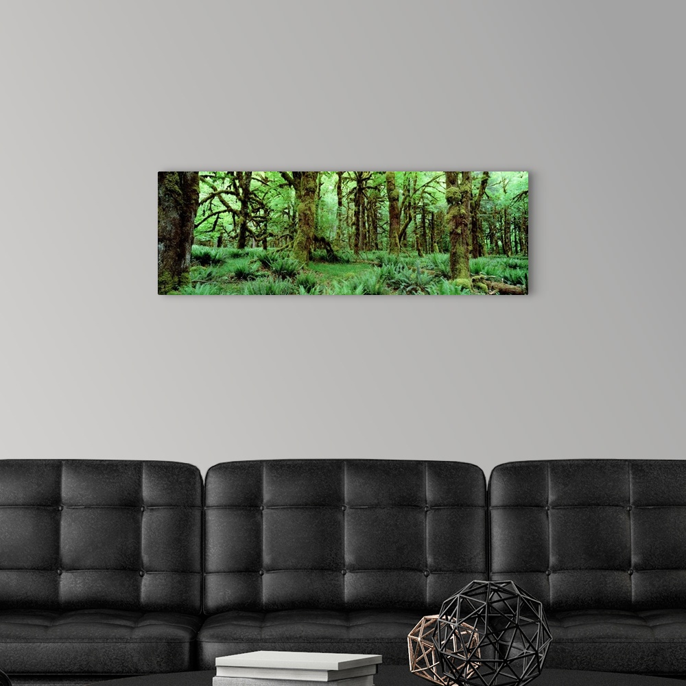 A modern room featuring Wide angle photograph on a big wall hanging of a dense, lush green rainforest full of trees cover...