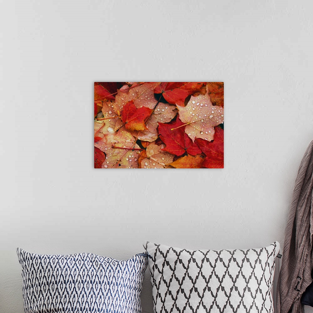 A bohemian room featuring Raindrops On Fallen Autumn Color Maple Tree Leaves