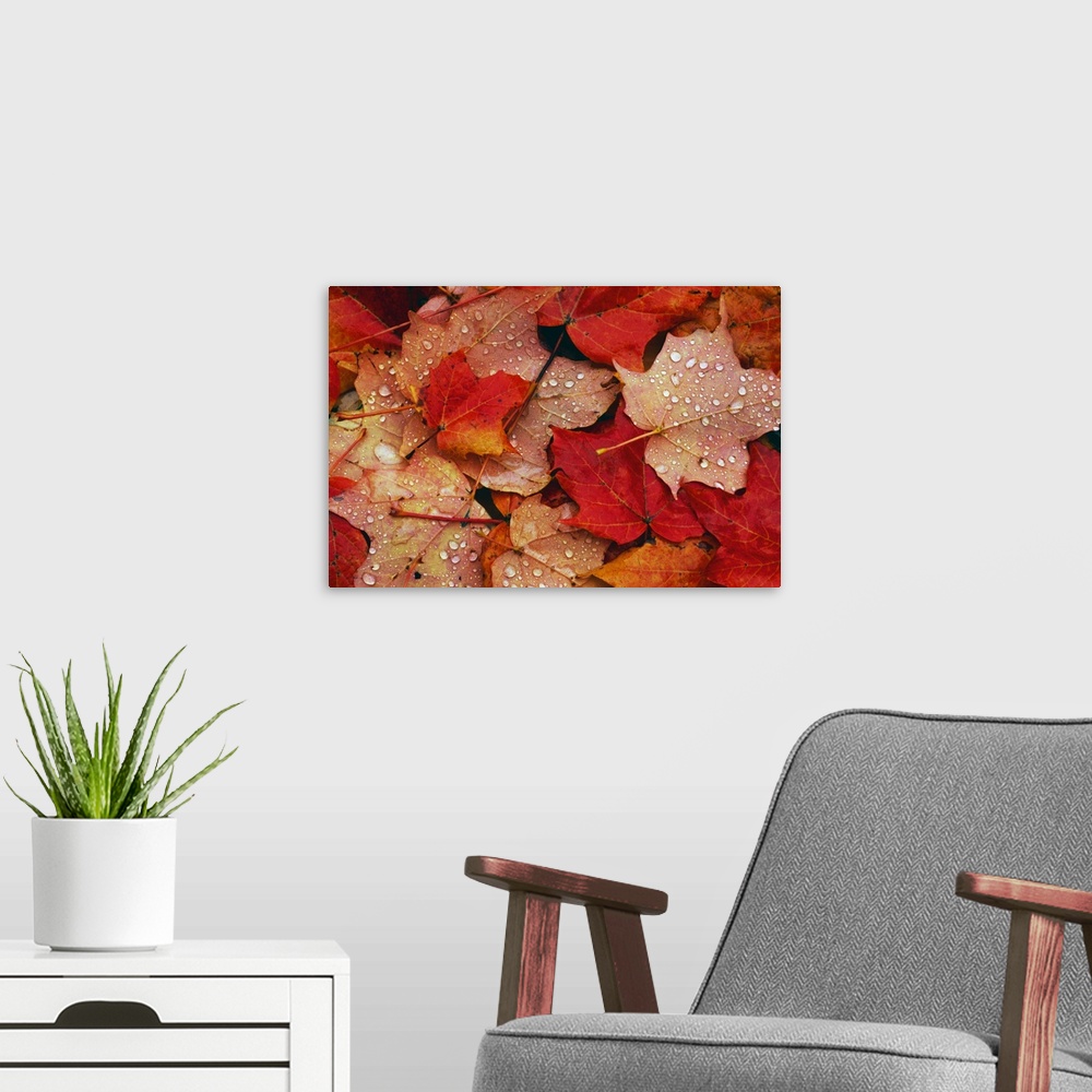 A modern room featuring Raindrops On Fallen Autumn Color Maple Tree Leaves