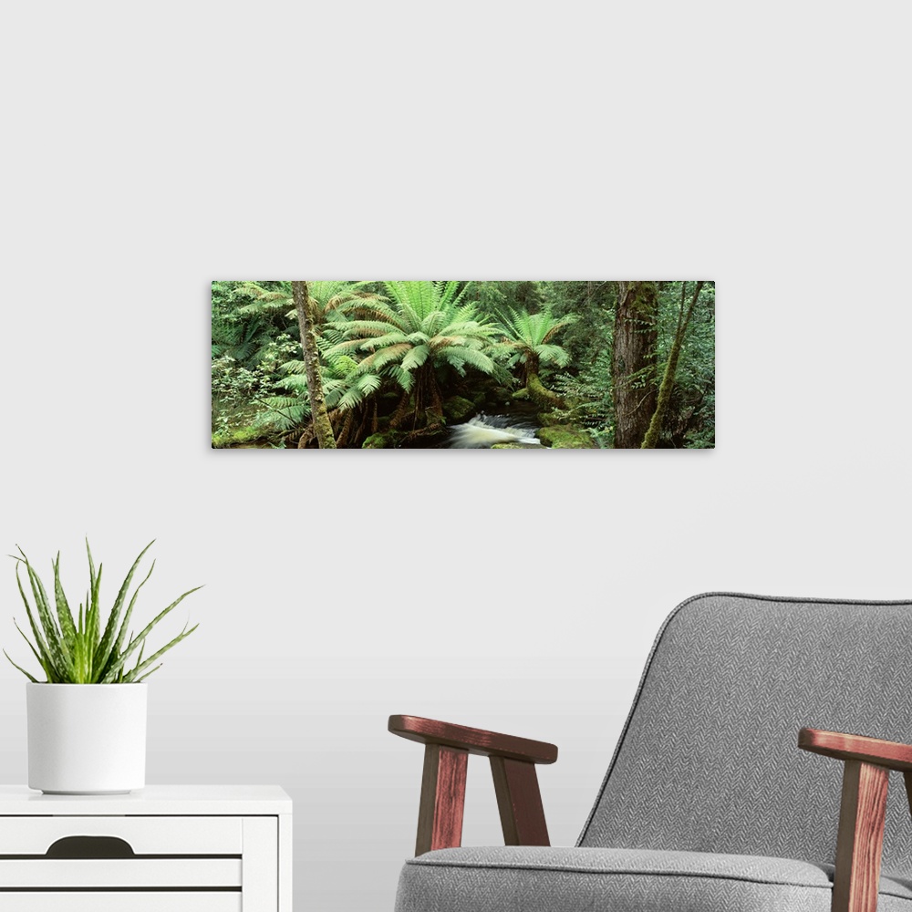 A modern room featuring Rainforest, Mt. Field National Park, Tasmania, Australia
