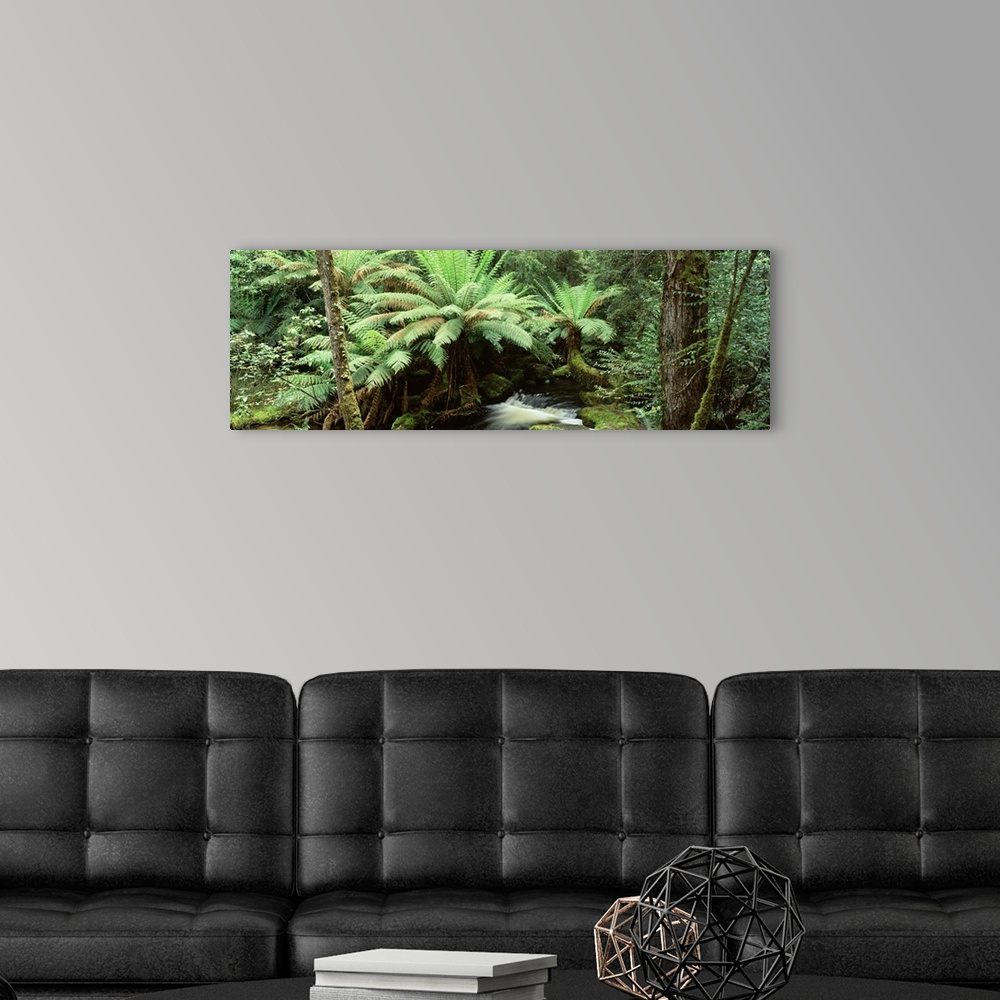 A modern room featuring Rainforest, Mt. Field National Park, Tasmania, Australia