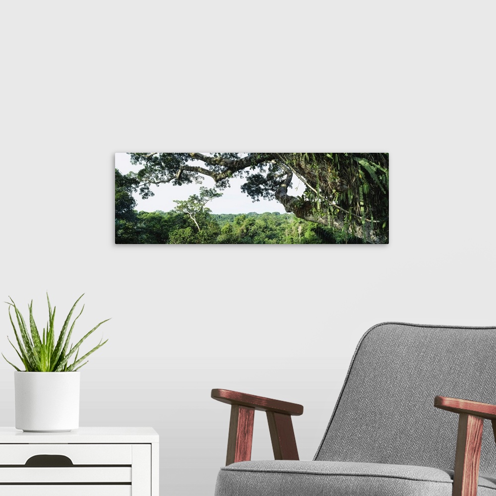 A modern room featuring Rainforest Oriente Ecuador