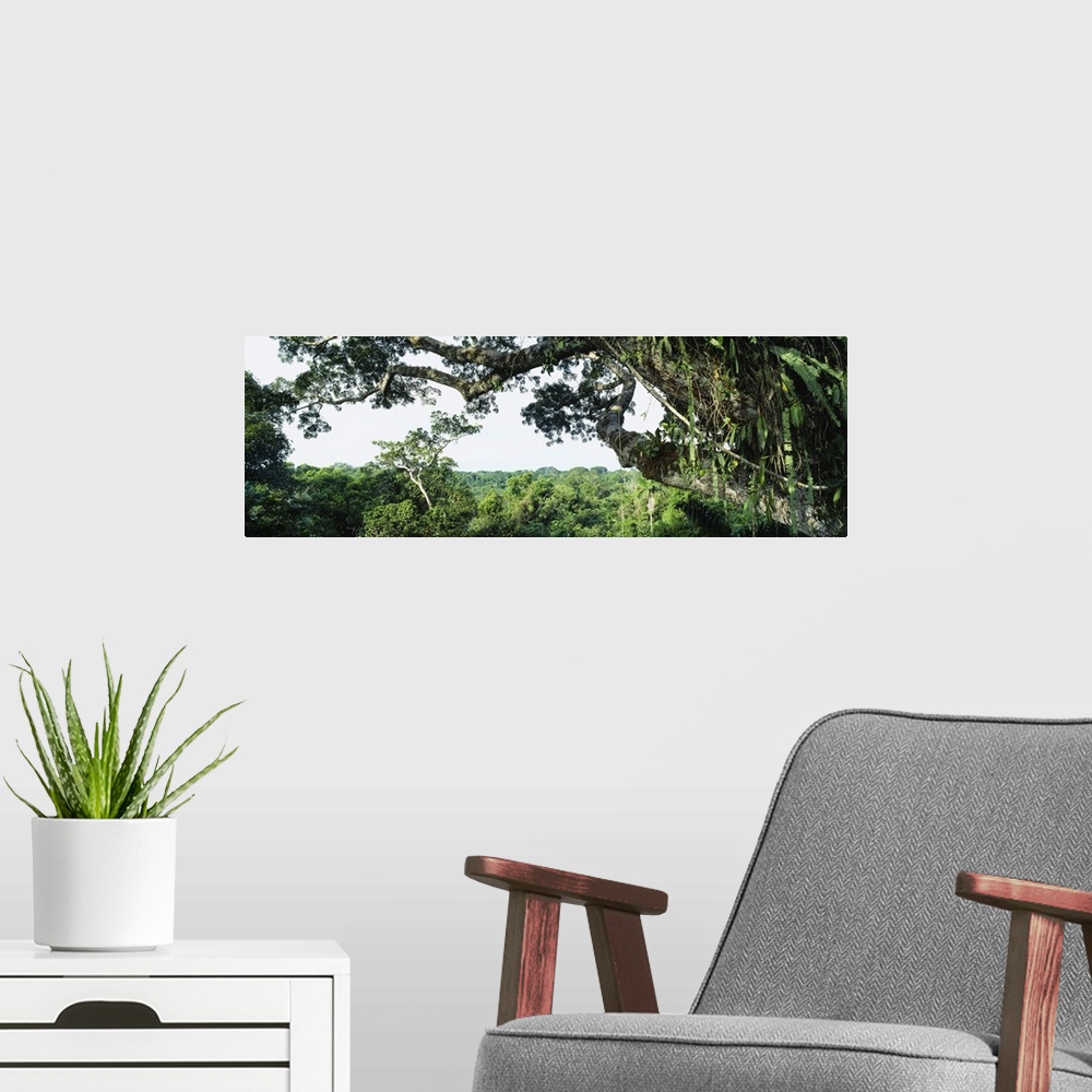 A modern room featuring Rainforest Oriente Ecuador