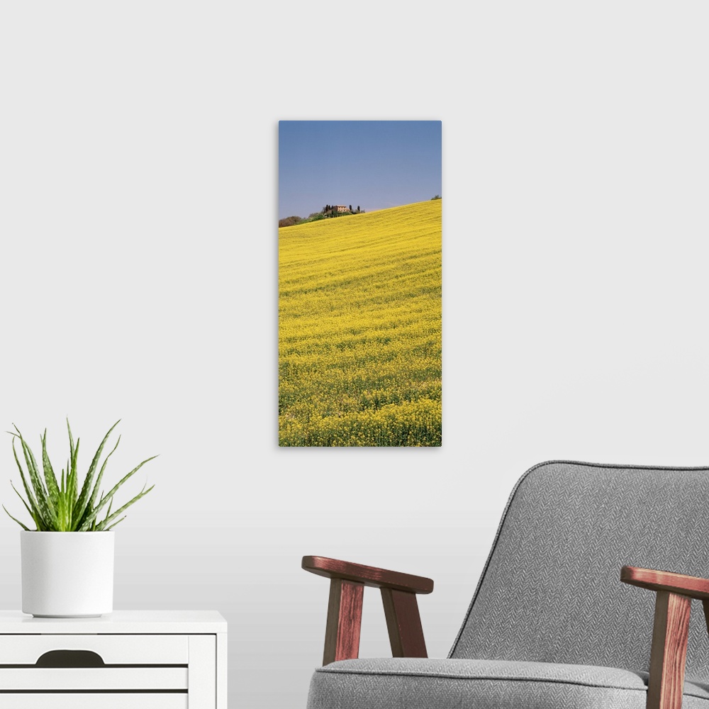 A modern room featuring Rape field in bloom, Tuscany, Italy