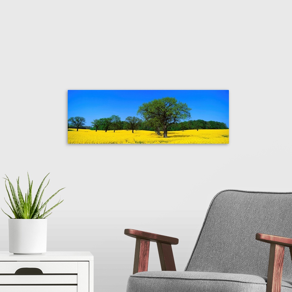 A modern room featuring Rape Field Northern Germany